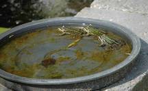 Drie kikkers in de waterbak op de rand van de vijver